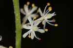 Coastal false asphodel